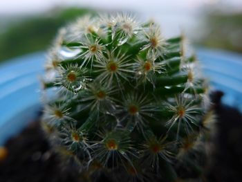 Close-up of cactus plant