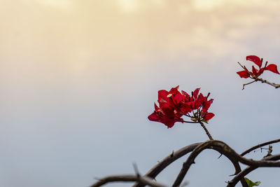 Close-up of red flowering plant against sky