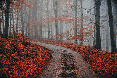 View of trees in forest during autumn