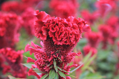 Close-up of pink flowering plant