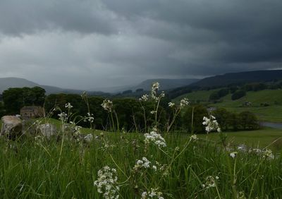 Scenic view of grassy field against cloudy sky