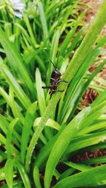 Close-up of insect on plant