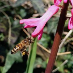 Close-up of insect on pink flower