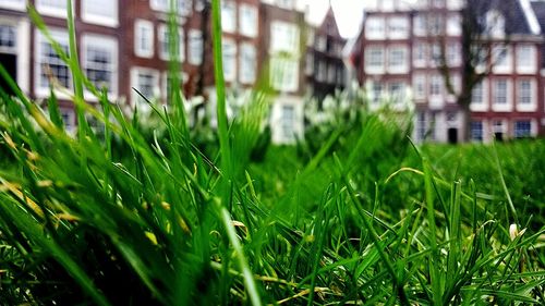 Close-up of grass in city