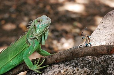 Close-up of green iguana by figurine