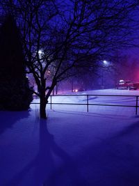 Trees in winter at night