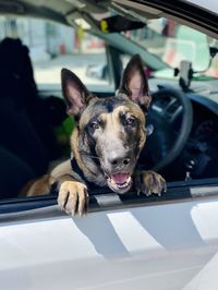 Portrait of dog in car