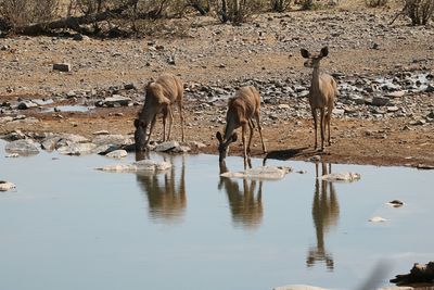 Zebras standing on puddle at lake