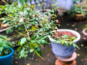 High angle view of small potted plant in yard