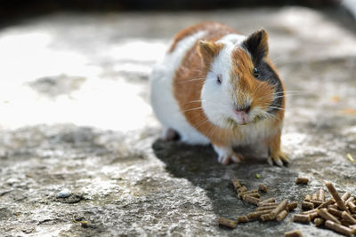 Close-up of a rabbit