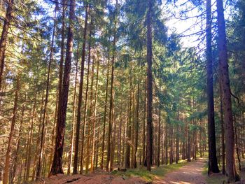 Trees in forest