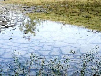 Reflection of tree in water