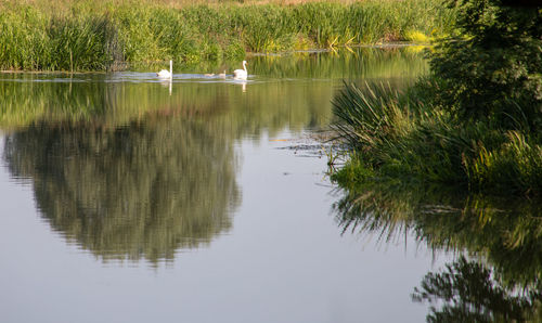 Scenic view of lake