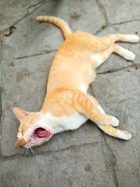 High angle view of cat lying on footpath