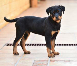 Portrait of dog standing on floor