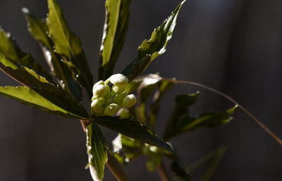 Close-up of flowering plant