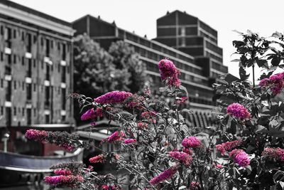 Low angle view of pink flower tree in city