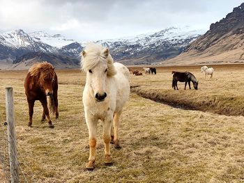 Horses grazing on grass against mountains and sky