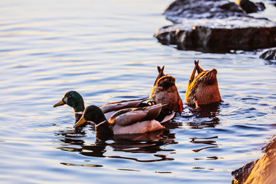 Ducks swimming in a lake