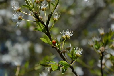 Close-up of insect on flower