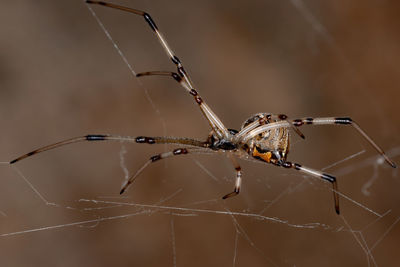 Close-up of spider on web