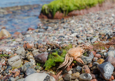 High angle view of stones on shore