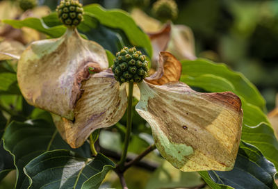 Dogwood flowers