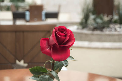 Close-up of pink rose