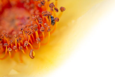 Close-up of yellow flower