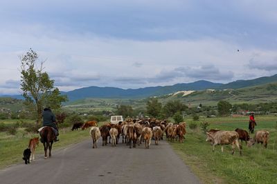 Cows on road against sky