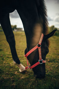 Horse standing in a field