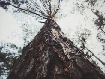 Low angle view of tree against sky