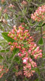 Close-up of pink flowering plants