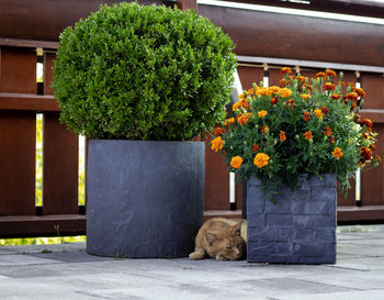 Cat sleeping by plants on footpath