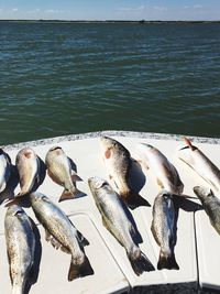 Close-up of fish on sea