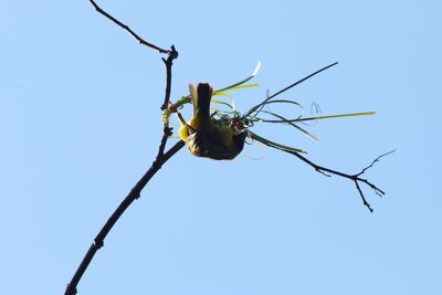 Low angle view of insect on plant against clear blue sky