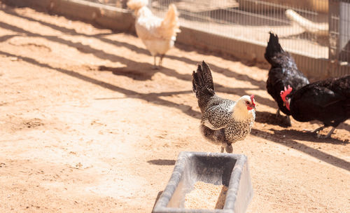 Hens at farm