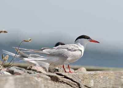 Close-up of seagull perching on rock