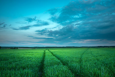 Long traces of wheels in the green field, evening clouds on blue sky