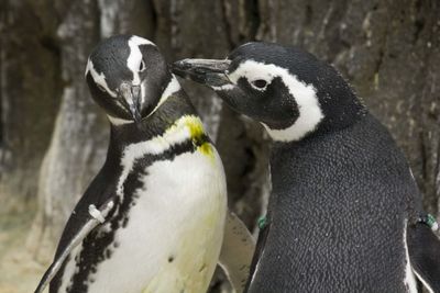 Close-up of penguins