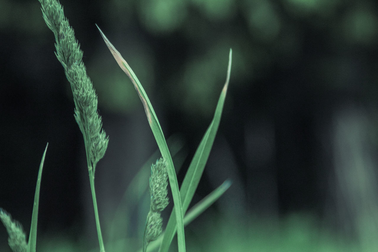 Екатерина Несмеянова