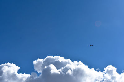Low angle view of bird flying against blue sky