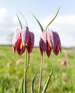 Close-up of red flowering plant on field