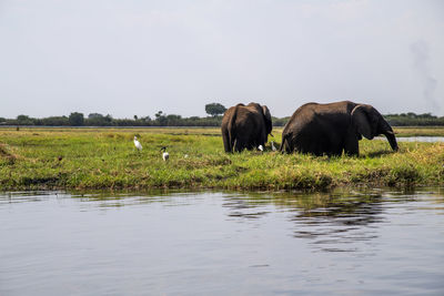 View of elephant in lake against sky