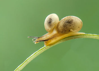 Close-up of crab on plant