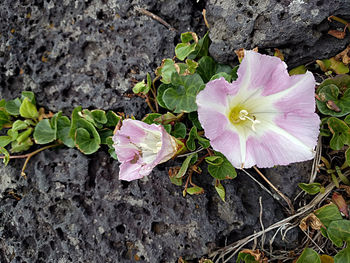 Close-up of fresh flowers in bloom