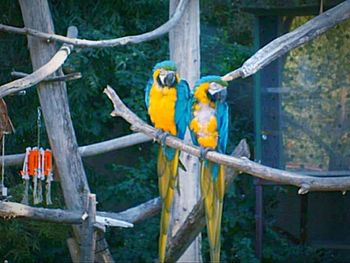 Close-up of parrot in cage