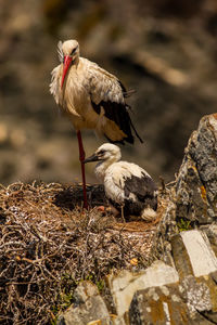 Birds perching on nest