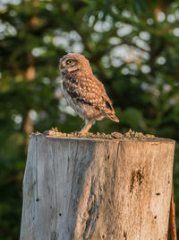 Close-up of bird perching on wooden post