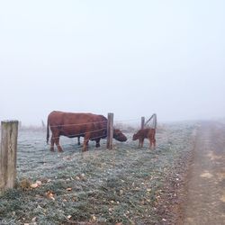 Horses on a field